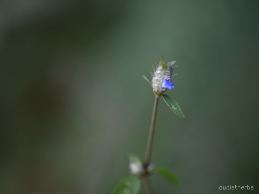 Rungia pectinata flower6.jpg